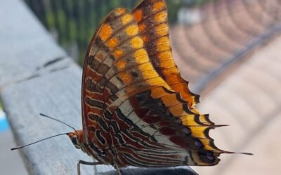 Cacao meditatie