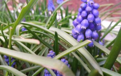 Het is lente in de ogen van de massagetherapeute