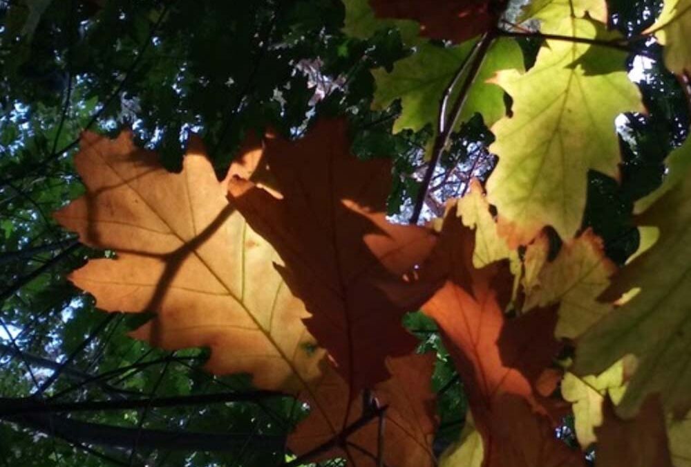 Loslaten in de herfst