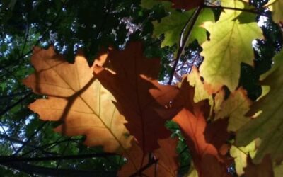 Loslaten in de herfst