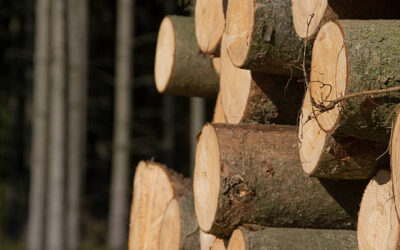 Het Chinese natuurelement Hout uitgelegd