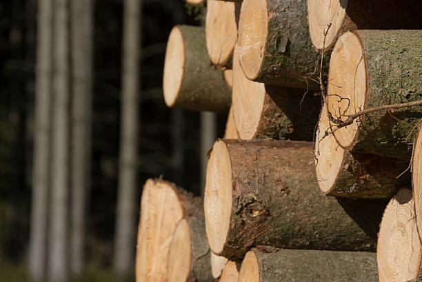 Het Chinese natuurelement Hout uitgelegd